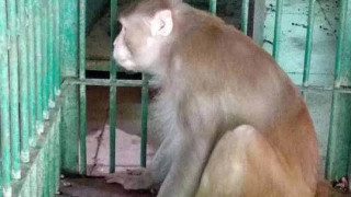Доживотен затвор за маймуна-алкохолик