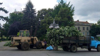 Защо падна дърво в Кюстендил