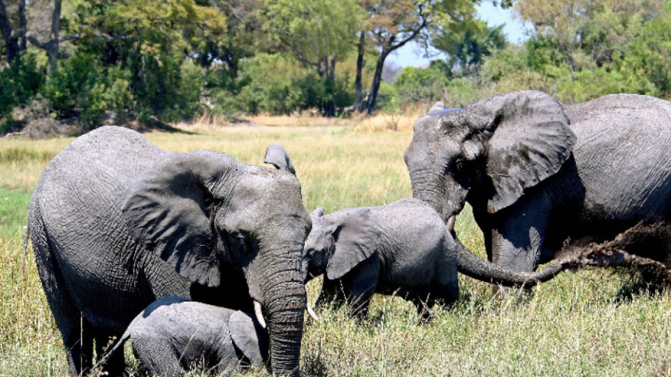 Мистериозна смърт на стотици слонове в Ботсвана | StandartNews.com