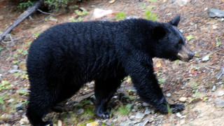 Осъдиха майка за хранене на дива мечка