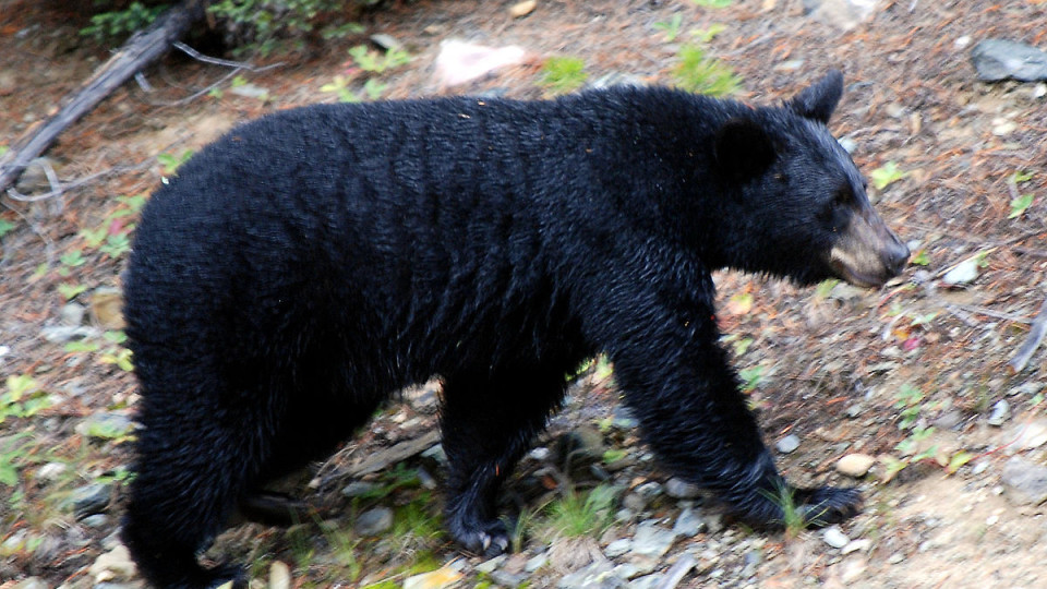 Осъдиха майка за хранене на дива мечка | StandartNews.com