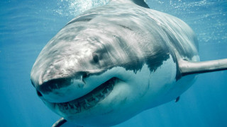 Зачестяват нападенията от акули