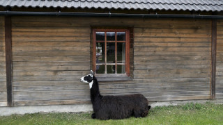 Как една лама ще спаси света от коронавируса