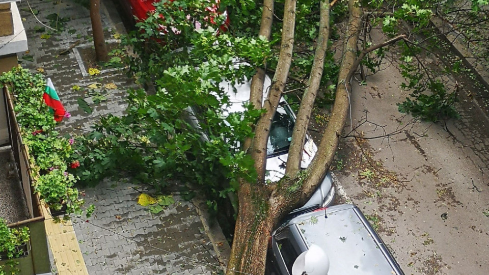Клон удари човек, дърво затисна коли | StandartNews.com