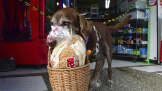 Лабрадор доставя храна по домовете