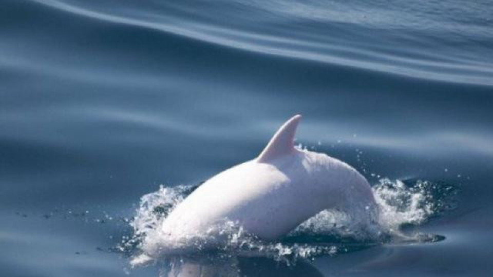Знамение: Делфин албинос в Черно море | StandartNews.com