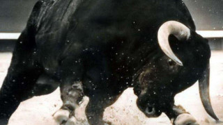 Разярен бик наръга работник от кравеферма