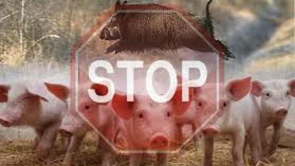 Прогноза! Голям риск за нова чума по свинете | StandartNews.com