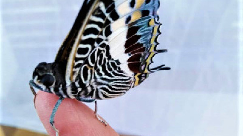 В Бургас откриха изложба с тропически пеперуди | StandartNews.com
