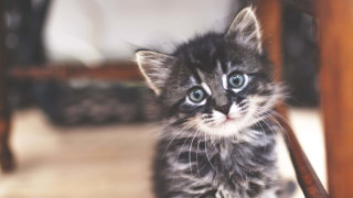 Бездомна котка помогна на семейство да забогатеят