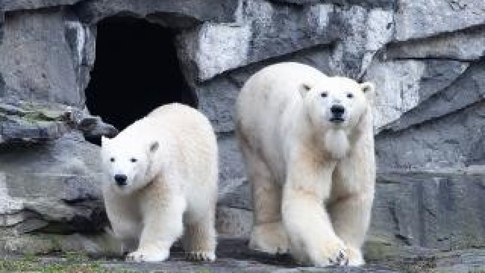 Белите мечки пред изчезване заради климата | StandartNews.com