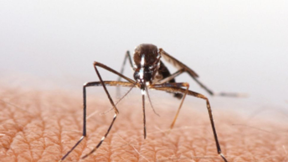 Защо хапят комарите? | StandartNews.com