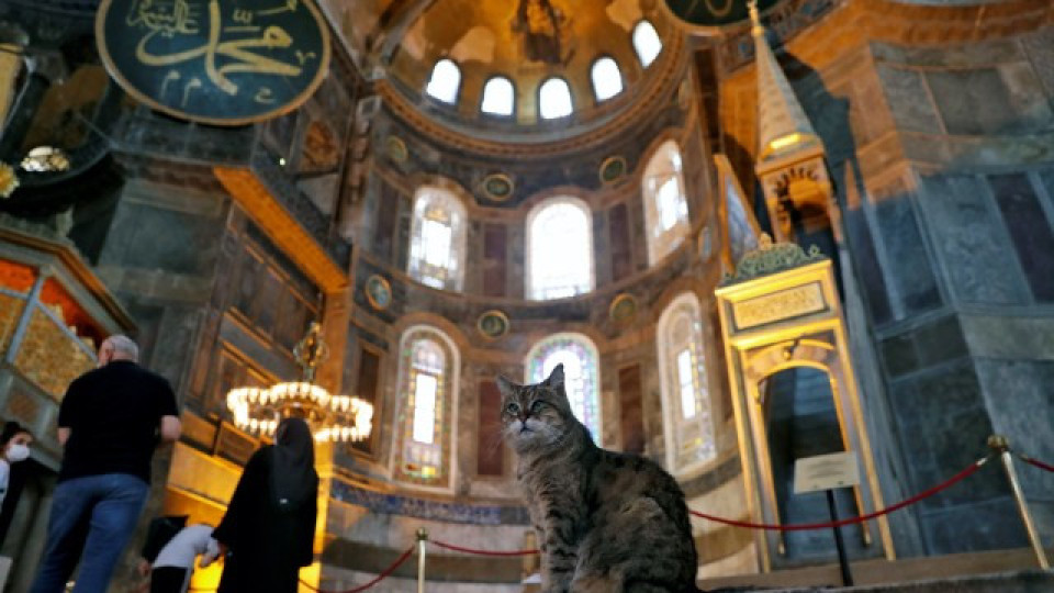 Няма да гонят котката Гли от "Света София" | StandartNews.com