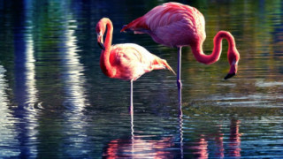 Розово фламинго прецака крадец