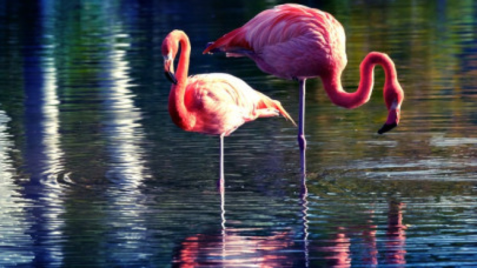 Розово фламинго прецака крадец | StandartNews.com