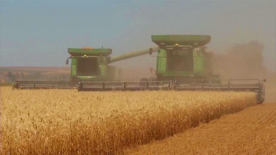 Слаба реколта от жито, рентите наполовина | StandartNews.com