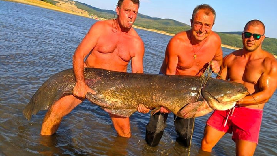 80 кг сом уловиха в язовир "Жребчево" | StandartNews.com