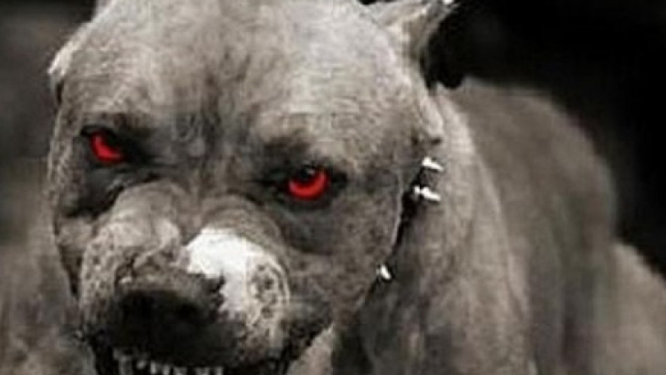 Питбул разкъса куче пред деца | StandartNews.com