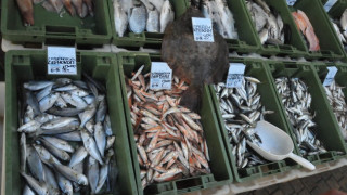 Морето завря от любима риба. Цените рязко падат