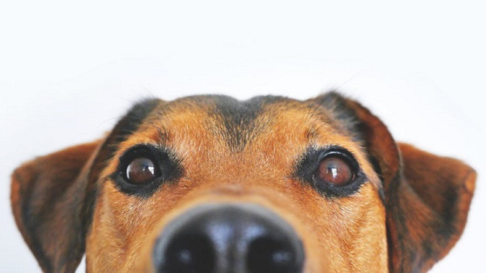 Доказано: Ето как кучетата откриват Ковид | StandartNews.com