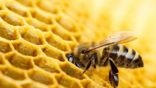 До какво води загубата на пчели