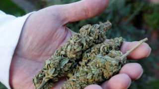 Разбиха огромна нарколаборатория за марихуана