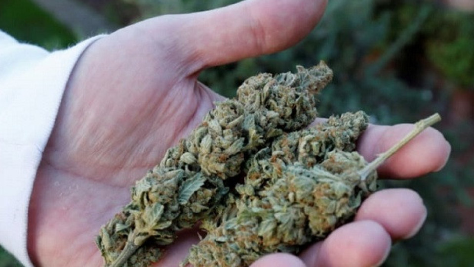 Разбиха огромна нарколаборатория за марихуана | StandartNews.com
