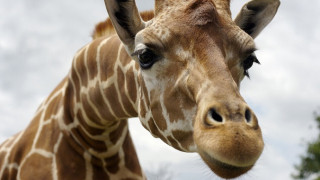 Това е най-високият жираф на света