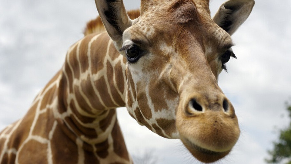 Това е най-високият жираф на света | StandartNews.com