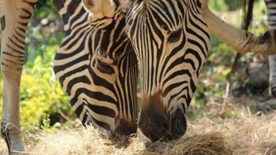 Стадо зебри в столичния зоопарк | StandartNews.com