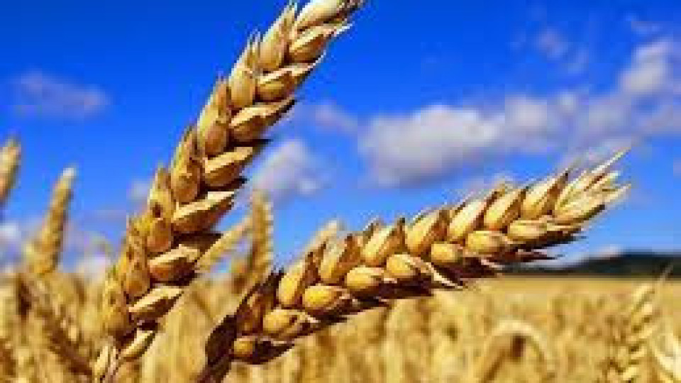Реколтата от пшеница най-лоша от 20 г. | StandartNews.com
