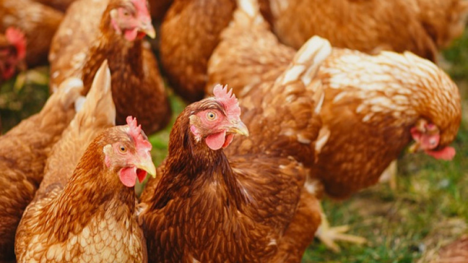 70 процента сходство между хората и кокошките | StandartNews.com