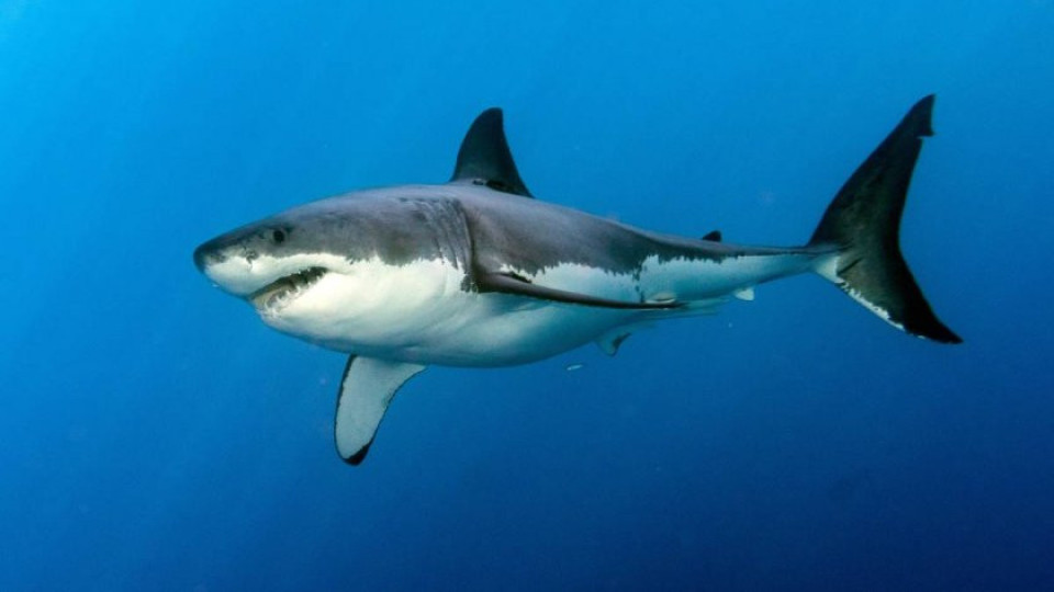 Сърфист преби акула, за да спаси жена си | StandartNews.com