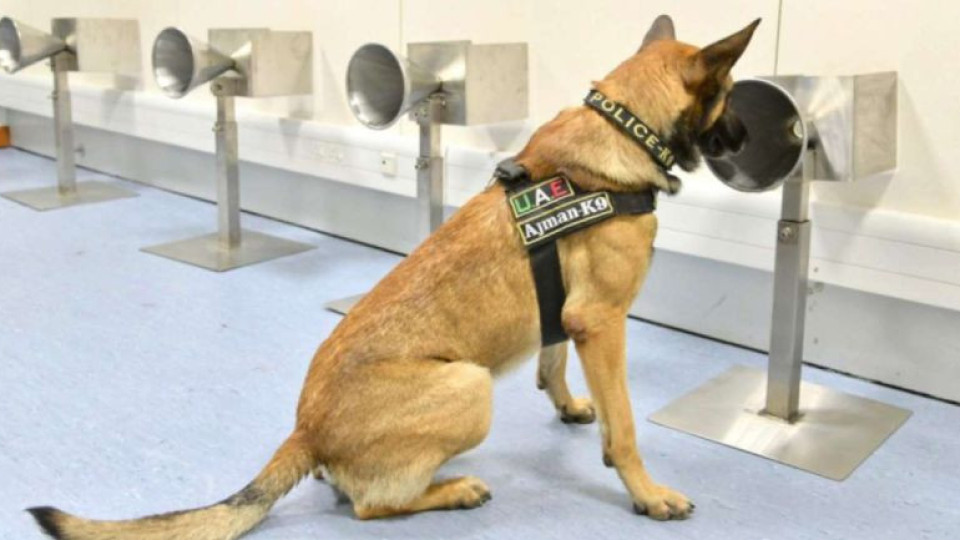 Кучета душат за коронавирус на летище | StandartNews.com
