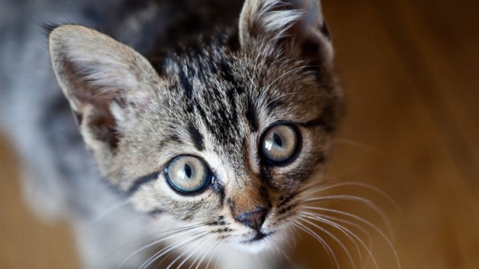 Как се промениха котките в пандемията | StandartNews.com
