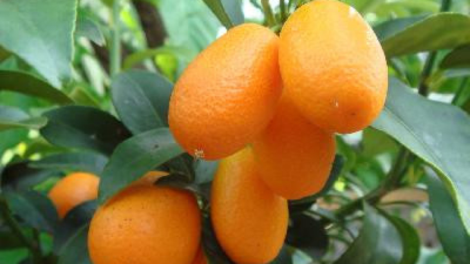 Този цитрусов плод бори рака | StandartNews.com