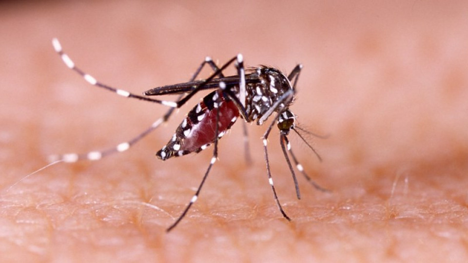 САЩ пускат 750 милиона комари | StandartNews.com