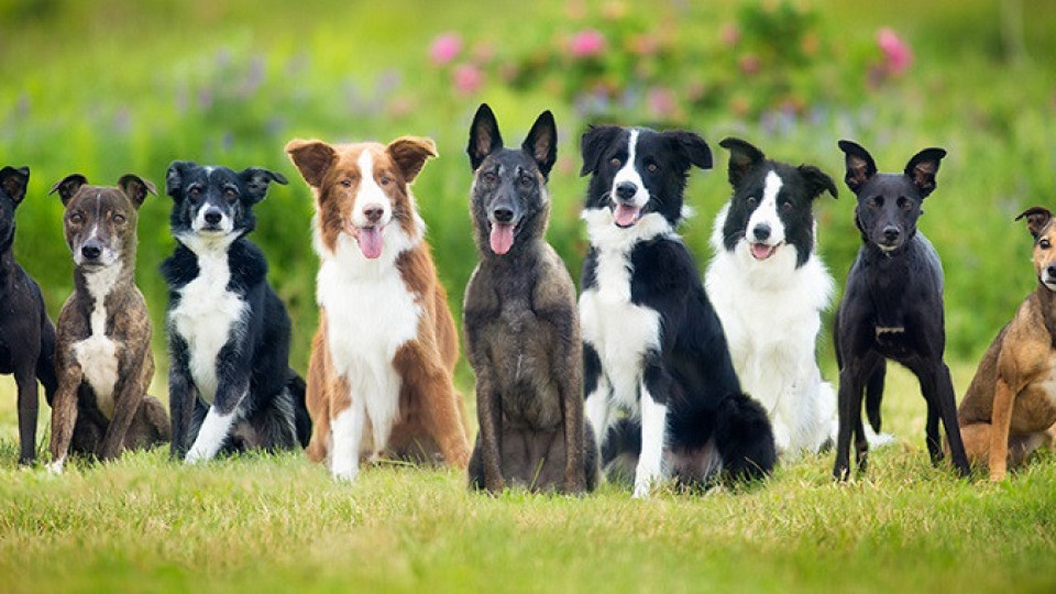 Празнуваме Световния ден на кучето | StandartNews.com