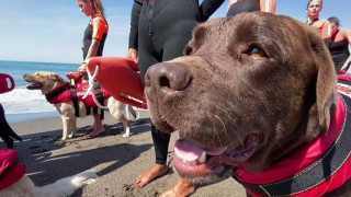 Кучета са спасителите на плажа в Италия