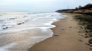Морето като чай, но пълно с медузи