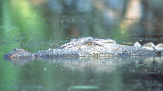 Крокодил заплашва река в Германия