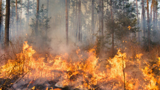 Голям пожар бушува  в Първомайско