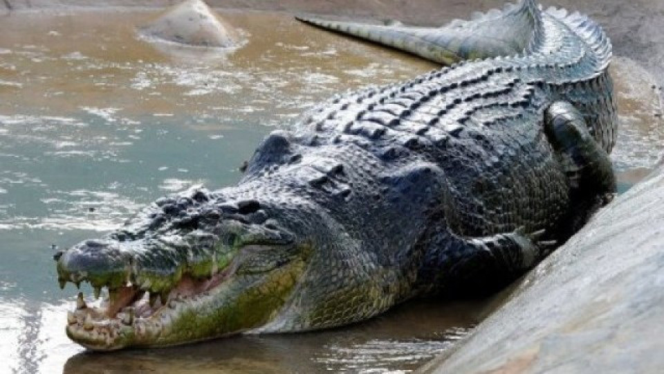 Крокодили нападат германска провинция | StandartNews.com