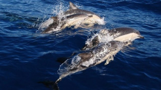 Морето се напълни с делфини