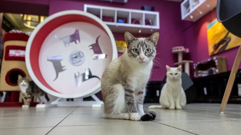 Кое кара домашните котки да откачат | StandartNews.com