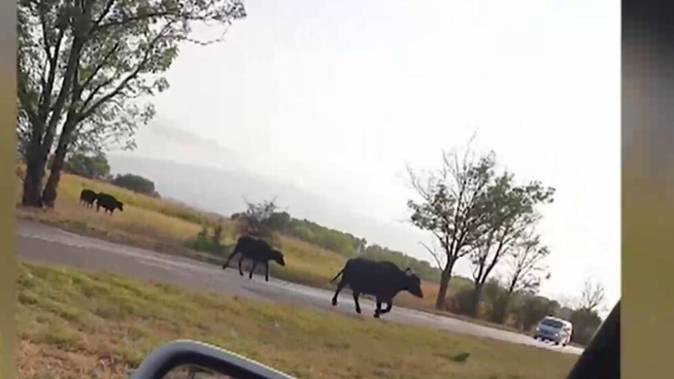 Кремиковци като Индия, крави се разхождат по пътя | StandartNews.com