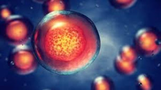 Умни клетки ни пазят от болести на бъдещето