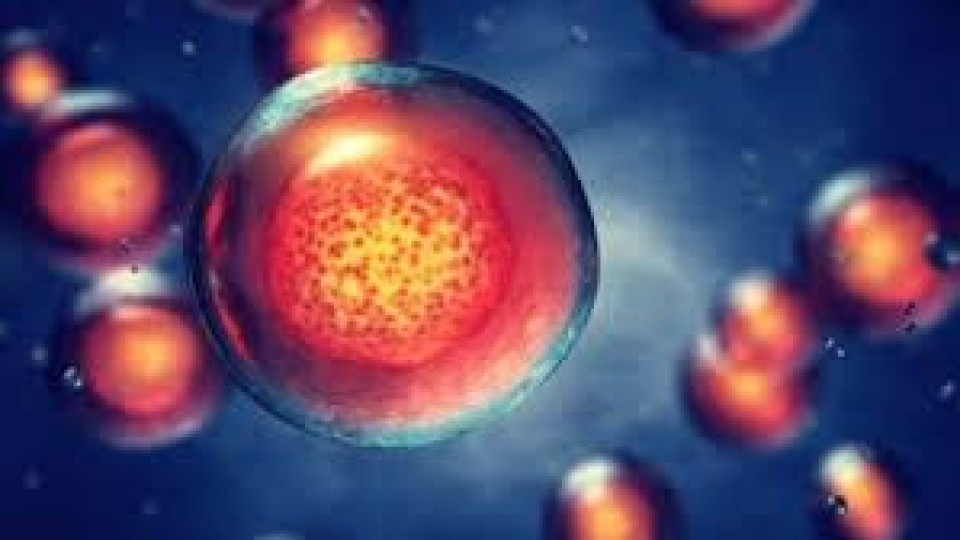Умни клетки ни пазят от болести на бъдещето | StandartNews.com