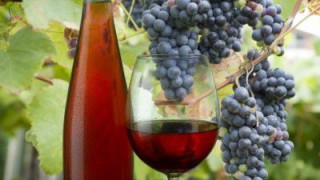 Сушата изяде 40 % от гроздето