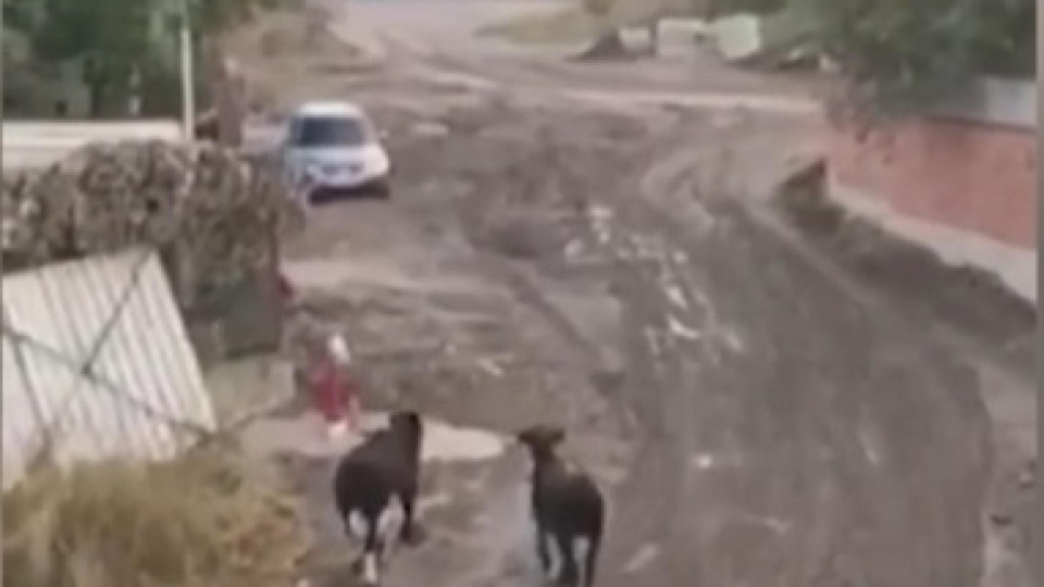 Издирват биковете-хулигани в "Лозенец" | StandartNews.com